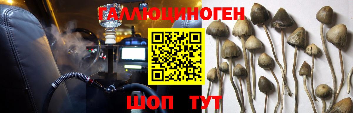 Галлюциногенные грибы Psilocybe  Вход с VPN  Александров 