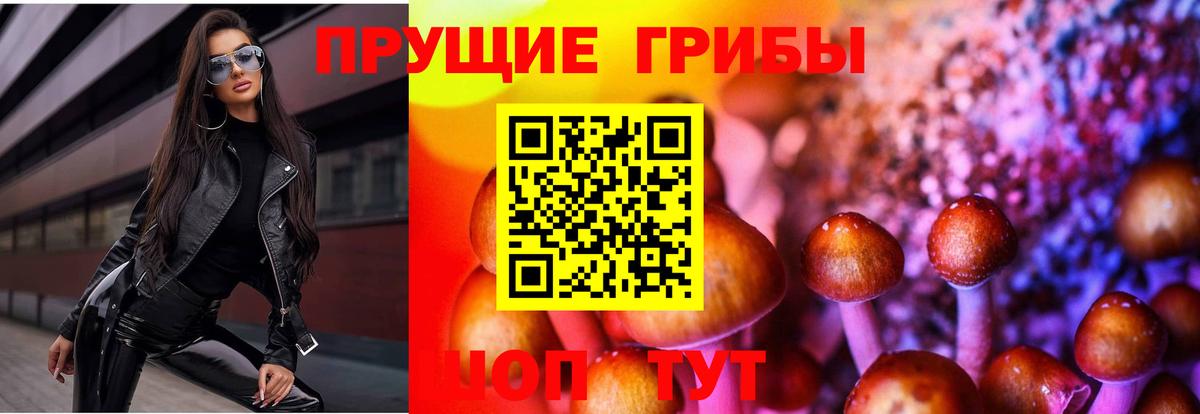 Галлюциногенные грибы Psilocybe Александров
